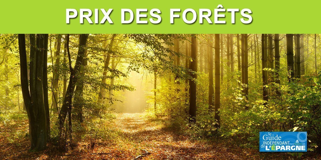 Forêt : le prix du bois sur pied a fortement baissé en 2023